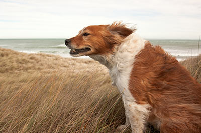 wind-speed.jpg